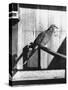 Last Male Passenger Pigeon-null-Stretched Canvas