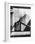 Last Male Passenger Pigeon-null-Framed Photographic Print