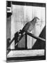 Last Male Passenger Pigeon-null-Mounted Photographic Print