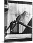 Last Male Passenger Pigeon-null-Mounted Photographic Print