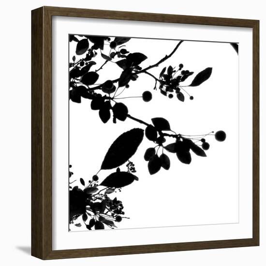 Last of Summer IV-Monika Burkhart-Framed Photographic Print