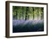 Last of The Bluebells-Adelino Gonçalves-Framed Photographic Print