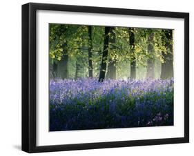 Last of The Bluebells-Adelino Gonçalves-Framed Photographic Print