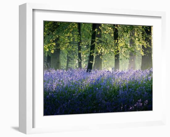 Last of The Bluebells-Adelino Gonçalves-Framed Photographic Print