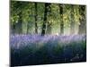 Last of The Bluebells-Adelino Gonçalves-Mounted Photographic Print