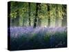 Last of The Bluebells-Adelino Gonçalves-Stretched Canvas