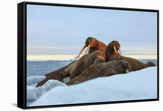 Last Rays of Evening Sun Striking a Group of Walrus (Odobenus Rosmarus)-Gabrielle and Michel Therin-Weise-Framed Stretched Canvas