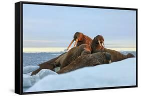 Last Rays of Evening Sun Striking a Group of Walrus (Odobenus Rosmarus)-Gabrielle and Michel Therin-Weise-Framed Stretched Canvas