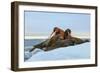 Last Rays of Evening Sun Striking a Group of Walrus (Odobenus Rosmarus)-Gabrielle and Michel Therin-Weise-Framed Photographic Print