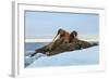 Last Rays of Evening Sun Striking a Group of Walrus (Odobenus Rosmarus)-Gabrielle and Michel Therin-Weise-Framed Photographic Print