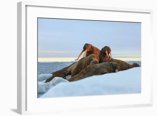 Last Rays of Evening Sun Striking a Group of Walrus (Odobenus Rosmarus)-Gabrielle and Michel Therin-Weise-Framed Photographic Print