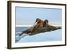 Last Rays of Evening Sun Striking a Group of Walrus (Odobenus Rosmarus)-Gabrielle and Michel Therin-Weise-Framed Photographic Print