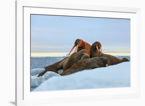 Last Rays of Evening Sun Striking a Group of Walrus (Odobenus Rosmarus)-Gabrielle and Michel Therin-Weise-Framed Photographic Print