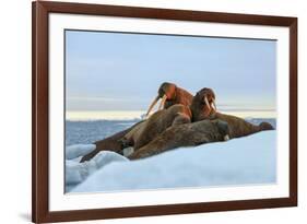 Last Rays of Evening Sun Striking a Group of Walrus (Odobenus Rosmarus)-Gabrielle and Michel Therin-Weise-Framed Photographic Print