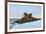 Last Rays of Evening Sun Striking a Group of Walrus (Odobenus Rosmarus)-Gabrielle and Michel Therin-Weise-Framed Photographic Print