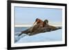 Last Rays of Evening Sun Striking a Group of Walrus (Odobenus Rosmarus)-Gabrielle and Michel Therin-Weise-Framed Photographic Print