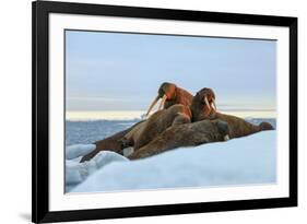 Last Rays of Evening Sun Striking a Group of Walrus (Odobenus Rosmarus)-Gabrielle and Michel Therin-Weise-Framed Photographic Print