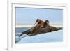 Last Rays of Evening Sun Striking a Group of Walrus (Odobenus Rosmarus)-Gabrielle and Michel Therin-Weise-Framed Photographic Print