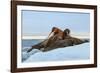 Last Rays of Evening Sun Striking a Group of Walrus (Odobenus Rosmarus)-Gabrielle and Michel Therin-Weise-Framed Photographic Print