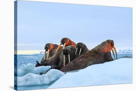 Last Rays of Evening Sun Striking a Group of Walrus (Odobenus Rosmarus)-Gabrielle and Michel Therin-Weise-Stretched Canvas