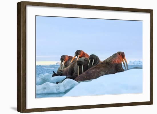 Last Rays of Evening Sun Striking a Group of Walrus (Odobenus Rosmarus)-Gabrielle and Michel Therin-Weise-Framed Photographic Print