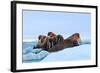 Last Rays of Evening Sun Striking a Group of Walrus (Odobenus Rosmarus)-Gabrielle and Michel Therin-Weise-Framed Photographic Print