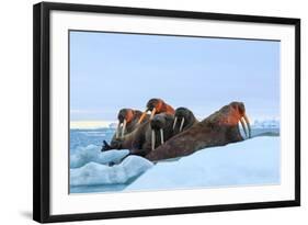 Last Rays of Evening Sun Striking a Group of Walrus (Odobenus Rosmarus)-Gabrielle and Michel Therin-Weise-Framed Photographic Print