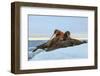 Last Rays of Evening Sun Striking a Group of Walrus (Odobenus Rosmarus)-Gabrielle and Michel Therin-Weise-Framed Photographic Print