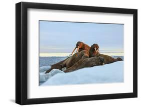 Last Rays of Evening Sun Striking a Group of Walrus (Odobenus Rosmarus)-Gabrielle and Michel Therin-Weise-Framed Photographic Print