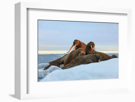 Last Rays of Evening Sun Striking a Group of Walrus (Odobenus Rosmarus)-Gabrielle and Michel Therin-Weise-Framed Photographic Print