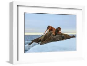 Last Rays of Evening Sun Striking a Group of Walrus (Odobenus Rosmarus)-Gabrielle and Michel Therin-Weise-Framed Photographic Print