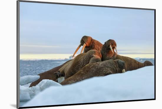 Last Rays of Evening Sun Striking a Group of Walrus (Odobenus Rosmarus)-Gabrielle and Michel Therin-Weise-Mounted Photographic Print