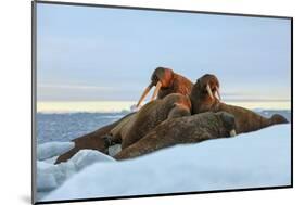 Last Rays of Evening Sun Striking a Group of Walrus (Odobenus Rosmarus)-Gabrielle and Michel Therin-Weise-Mounted Photographic Print