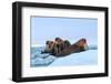 Last Rays of Evening Sun Striking a Group of Walrus (Odobenus Rosmarus)-Gabrielle and Michel Therin-Weise-Framed Photographic Print