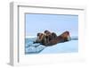 Last Rays of Evening Sun Striking a Group of Walrus (Odobenus Rosmarus)-Gabrielle and Michel Therin-Weise-Framed Photographic Print