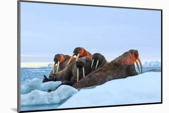Last Rays of Evening Sun Striking a Group of Walrus (Odobenus Rosmarus)-Gabrielle and Michel Therin-Weise-Mounted Photographic Print
