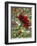 Last Rose of Summer-Mandy Budan-Framed Giclee Print