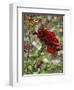 Last Rose of Summer-Mandy Budan-Framed Giclee Print