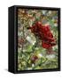 Last Rose of Summer-Mandy Budan-Framed Stretched Canvas