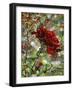 Last Rose of Summer-Mandy Budan-Framed Giclee Print