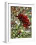 Last Rose of Summer-Mandy Budan-Framed Giclee Print