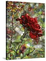 Last Rose of Summer-Mandy Budan-Stretched Canvas