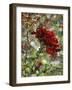 Last Rose of Summer-Mandy Budan-Framed Premium Giclee Print