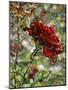 Last Rose of Summer-Mandy Budan-Mounted Premium Giclee Print