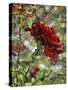 Last Rose of Summer-Mandy Budan-Stretched Canvas