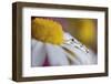 Last Summer-Heidi Westum-Framed Photographic Print