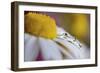 Last Summer-Heidi Westum-Framed Photographic Print