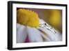 Last Summer-Heidi Westum-Framed Photographic Print