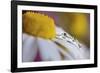 Last Summer-Heidi Westum-Framed Photographic Print