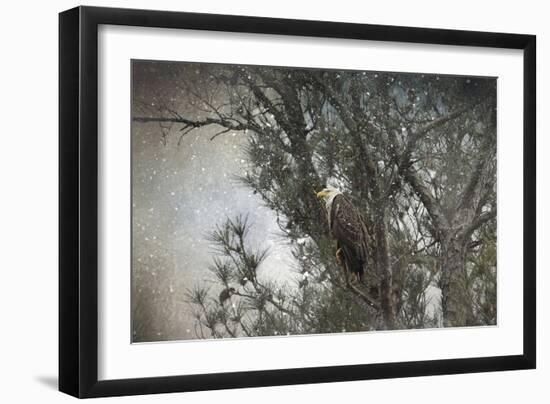 Last Winter Blast Bald Eagle-Jai Johnson-Framed Giclee Print